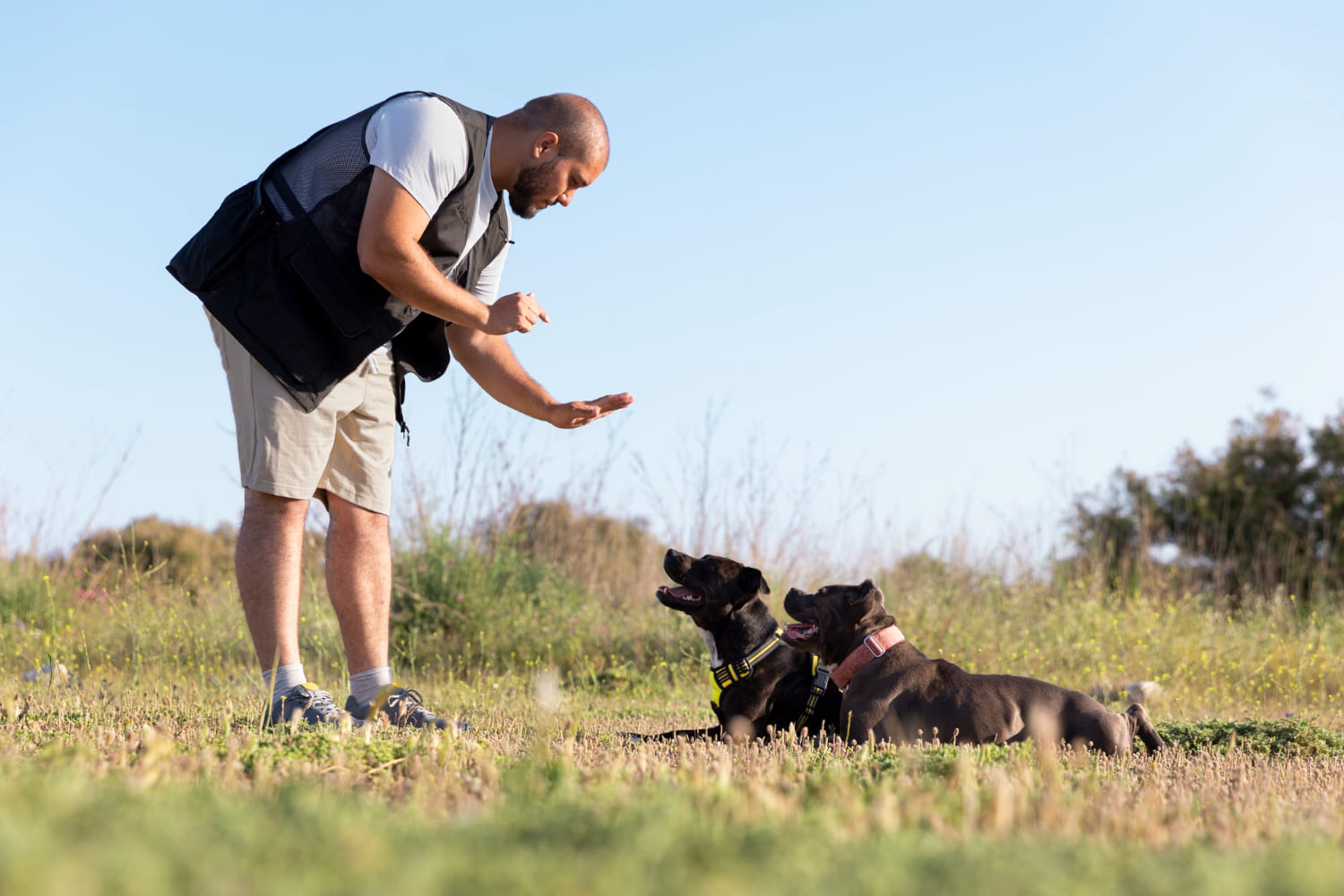Como educar a tu perro sin gritarle - Image by Magnific