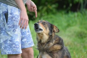 Por qu&eacute; gritarle a tu perro no resuelve nada - Unsplash