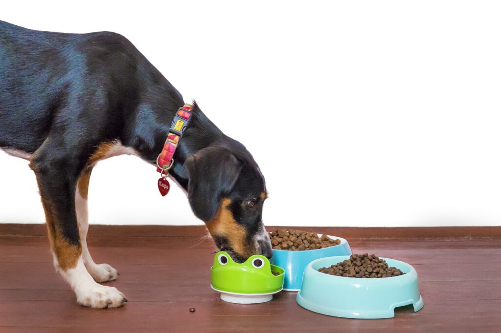 &iquest;Por qu&eacute; algunos alimentos humanos son peligrosos para las mascotas? Image by Pixabay