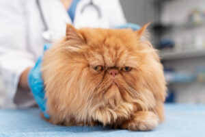 Errores comunes con gatos que pueden afectar su salud - image by magnific