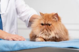 Errores comunes con gatos que pueden afectar su salud - image by magnific