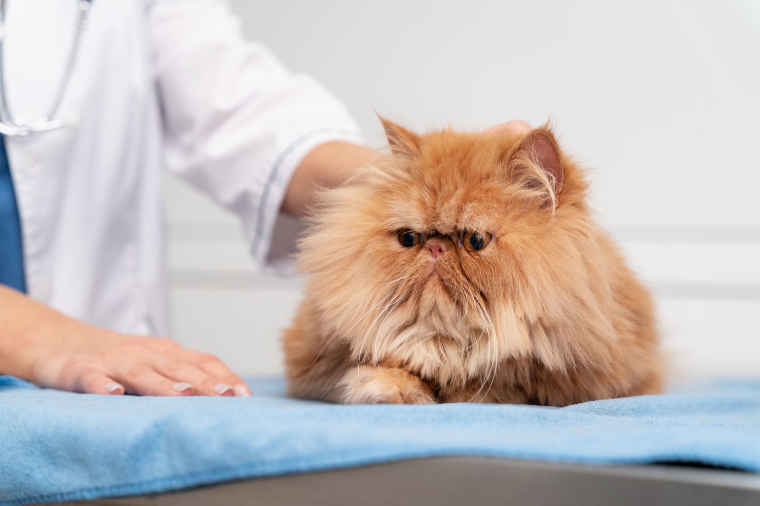 Errores comunes con gatos que pueden afectar su salud - image by magnific