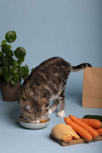 Gato comiendo zanahoria - image by magnific