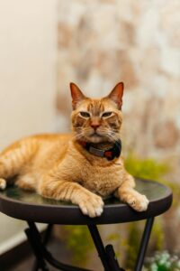 Gato con collar GPS puesto