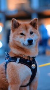 Hermoso perro con localizador puesto