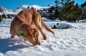 Mascota con GPS en su collar - Image by Pexels