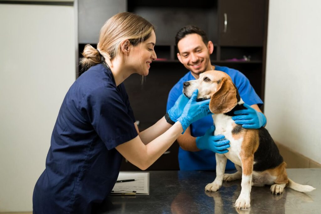 Mascota en el veterinario - Se&ntilde;ales de alerta: c&oacute;mo saber si algo le hizo da&ntilde;o - image by magnific