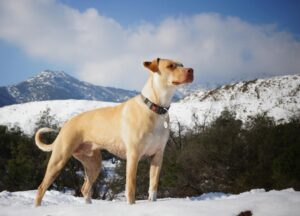 Perro con collar GPS puesto - Image by Pexels