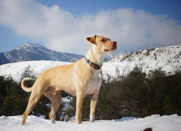 Perro con collar GPS puesto - Image by Pexels